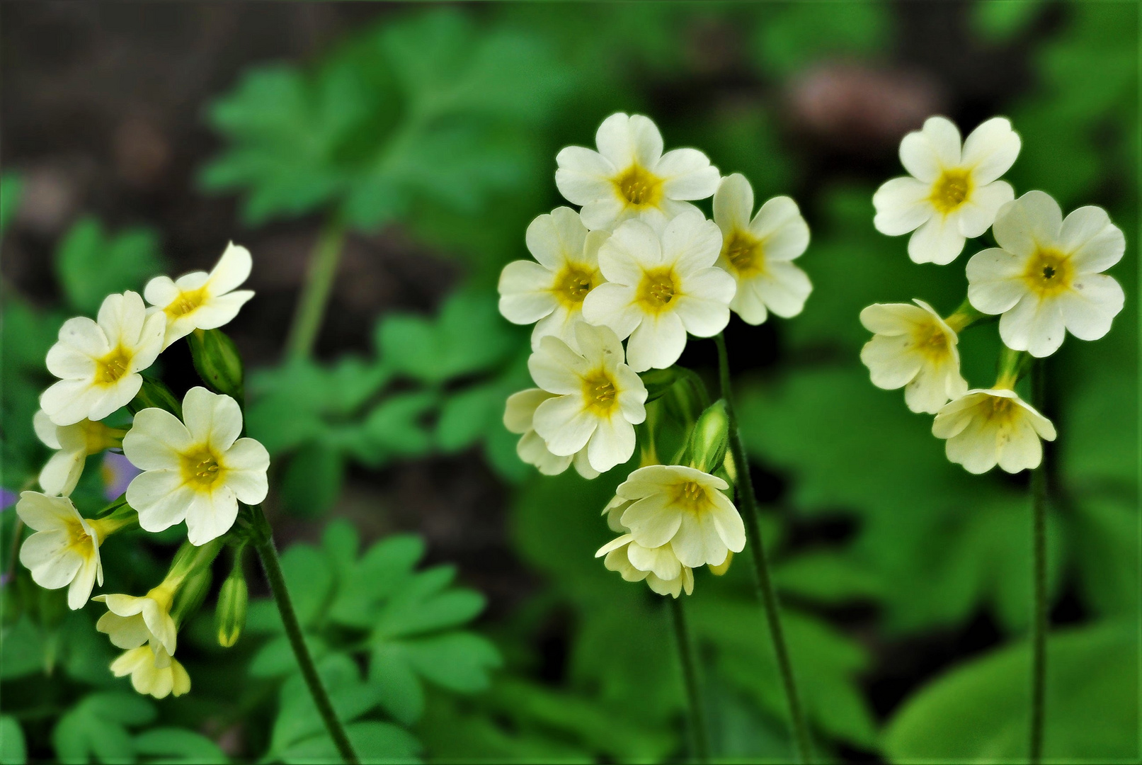 Schlüsselblumen