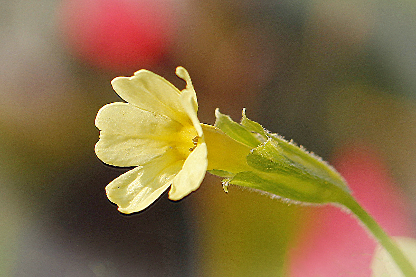 Schlüsselblumen-Blüte (Primula veris)