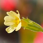 Schlüsselblumen-Blüte (Primula veris)