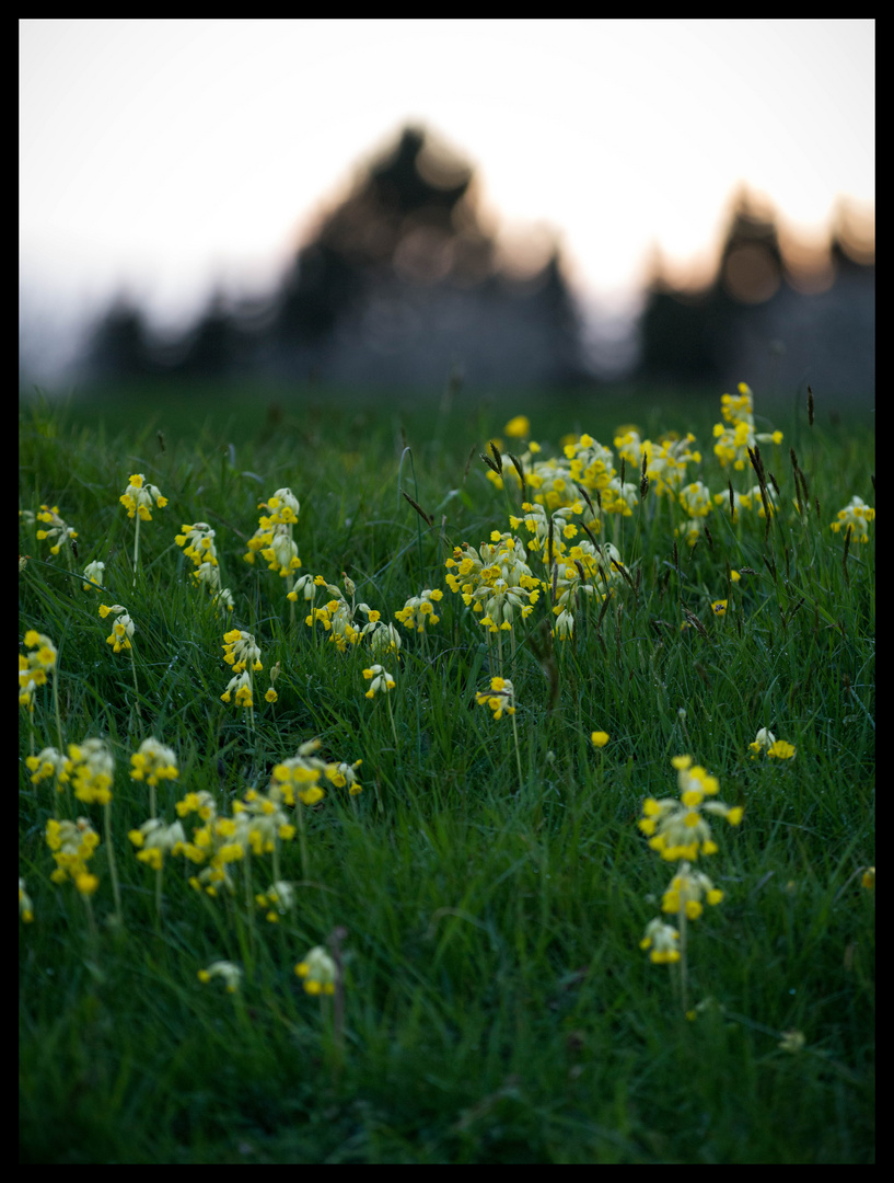 Schlüsselblumen