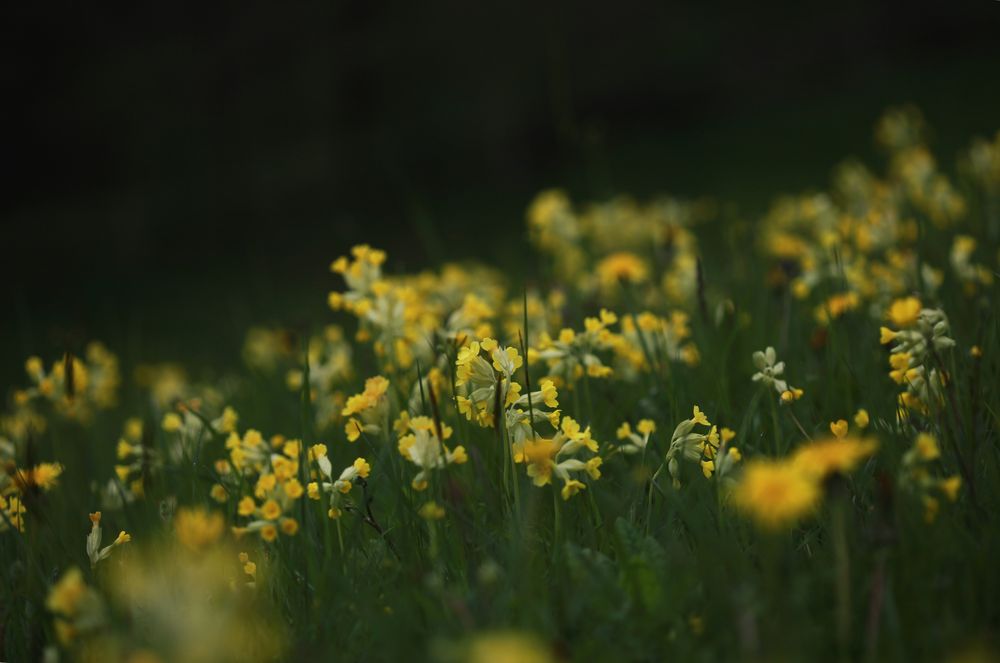 Schlüsselblumen