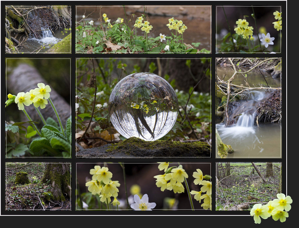 Schlüsselblumen - Collage