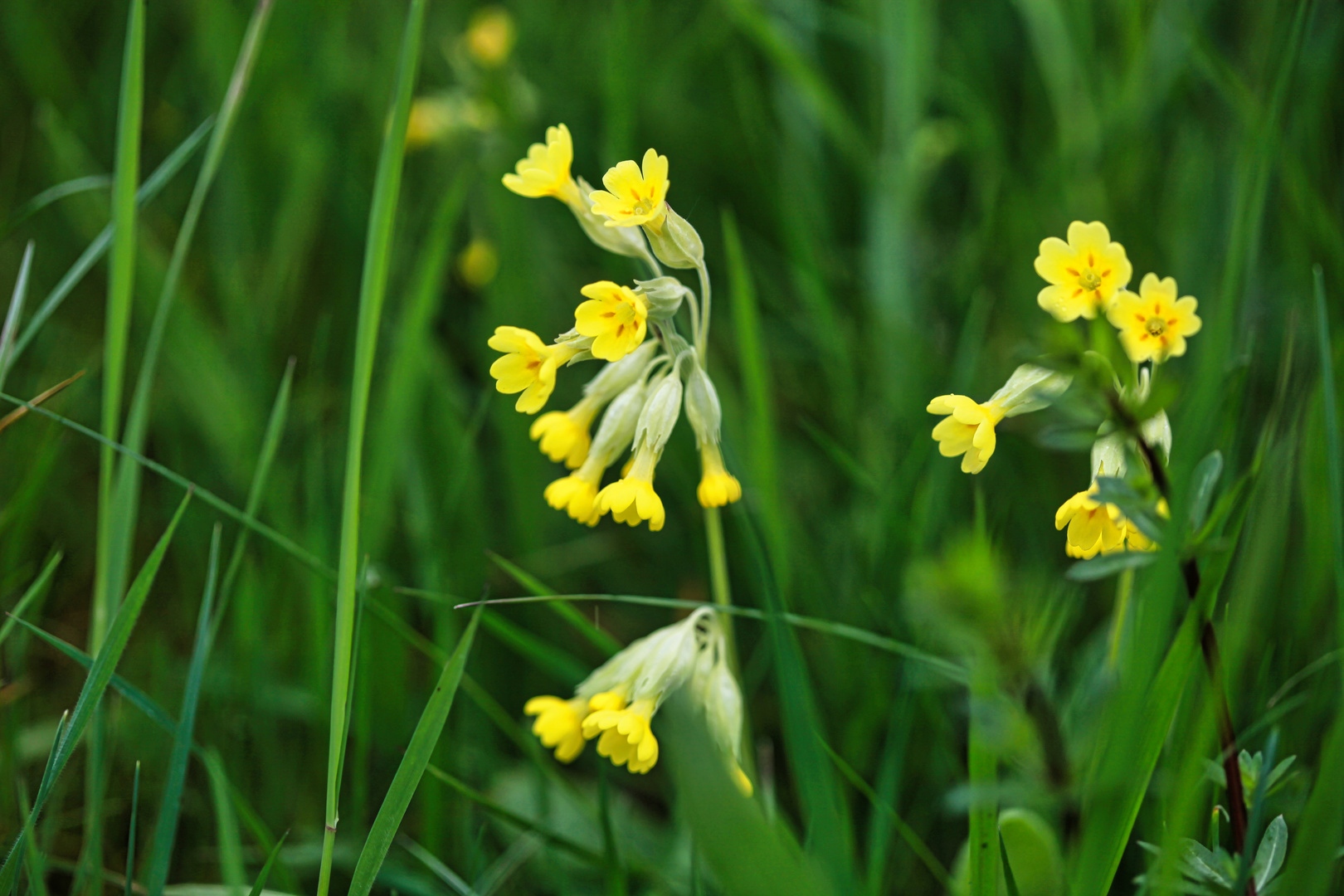 Schlüsselblumen