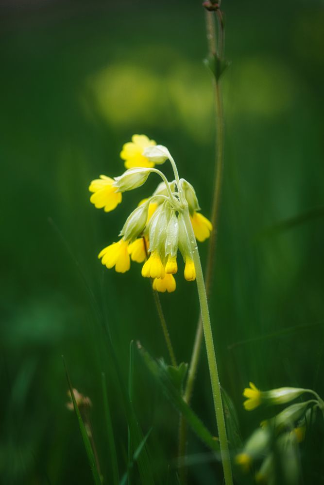 Schlüsselblumen