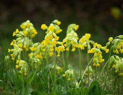 Schlüsselblumen