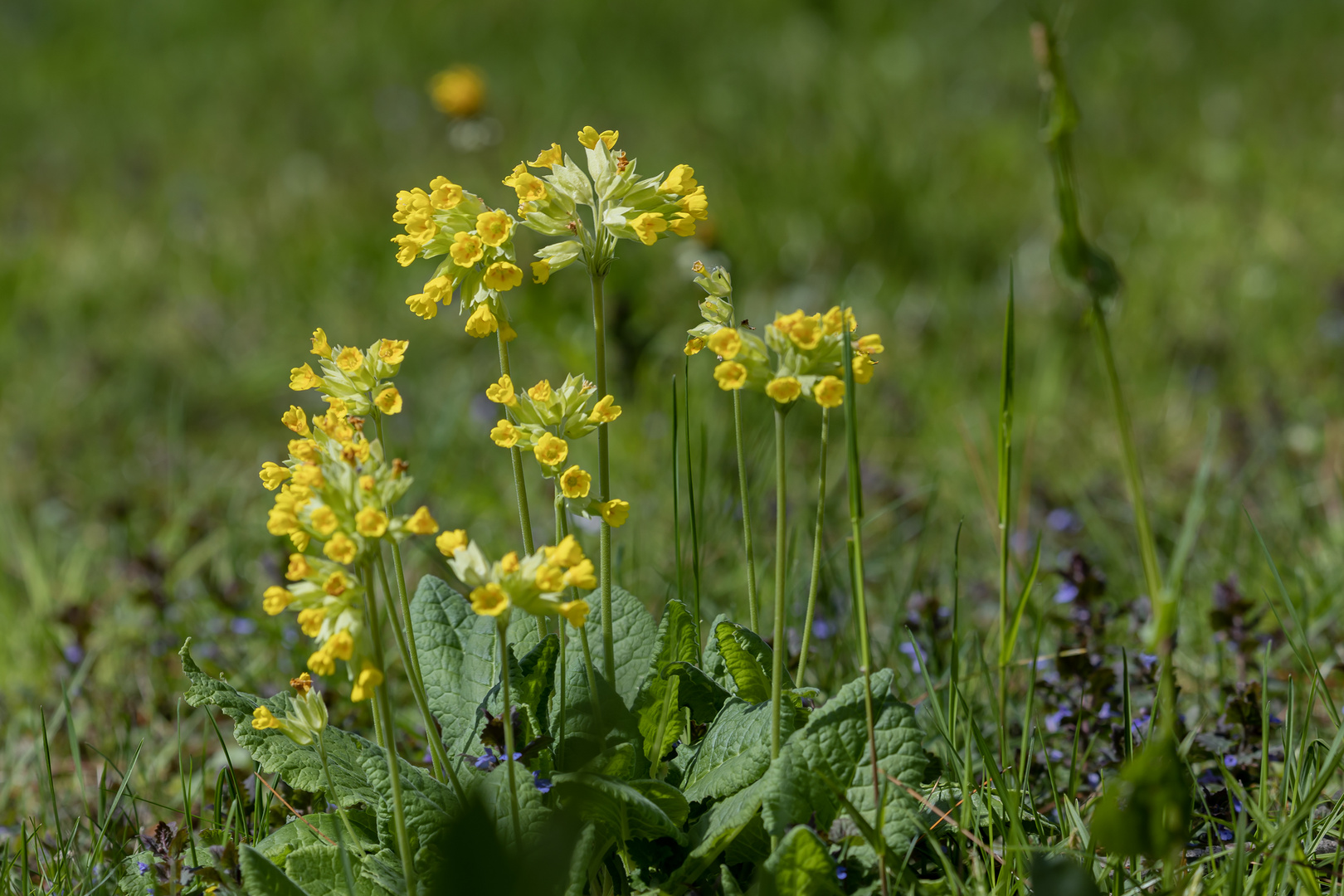 Schluesselblumen