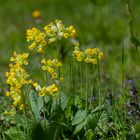 Schluesselblumen