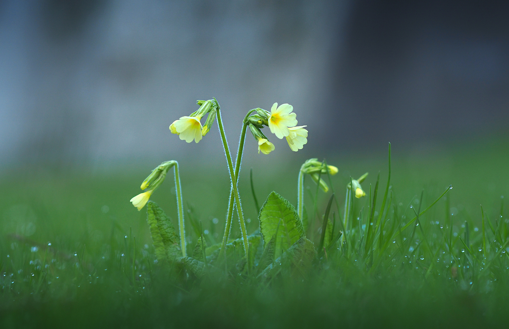 schlüsselblumen