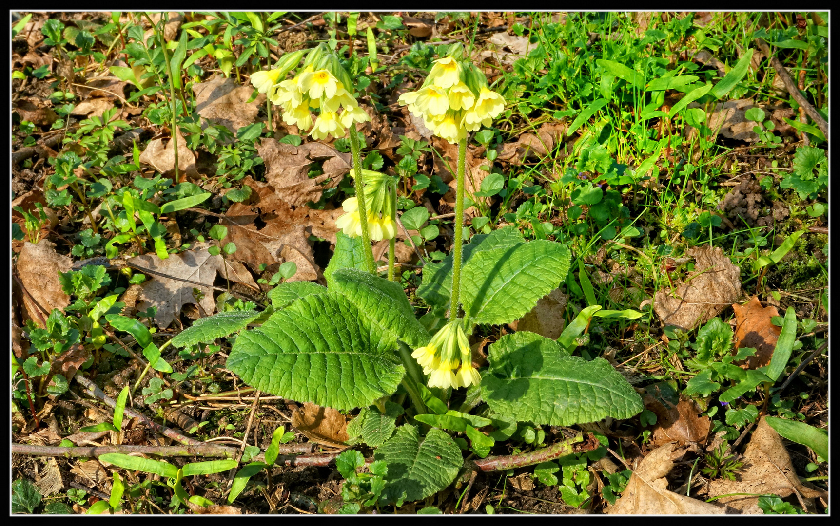 Schlüsselblumen