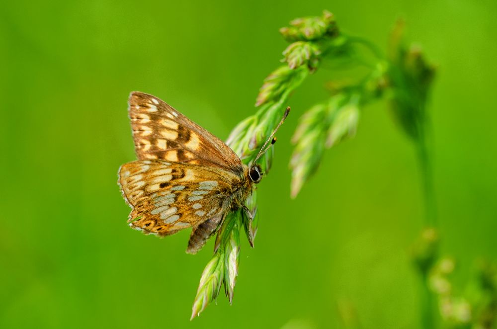 Schlüsselblumen-Falter (Hamearis lucina)