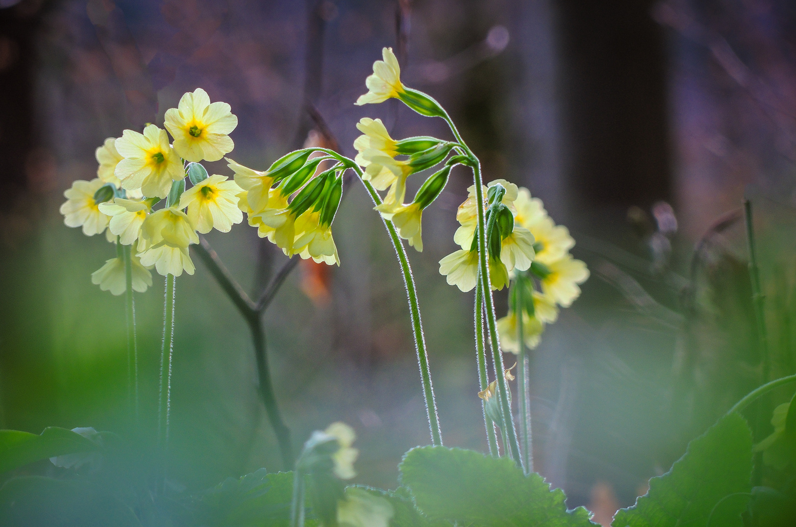 Schlüsselblumen