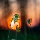 Schlüsselblumen gegen die untergehende Sonne