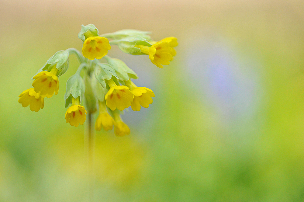 Schlüsselblumen – Hauch