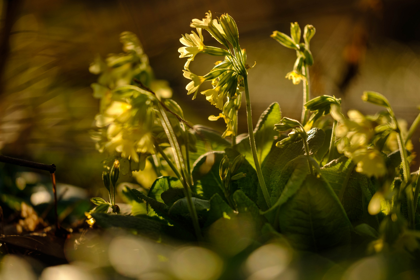 Schlüsselblumen im Abendlicht