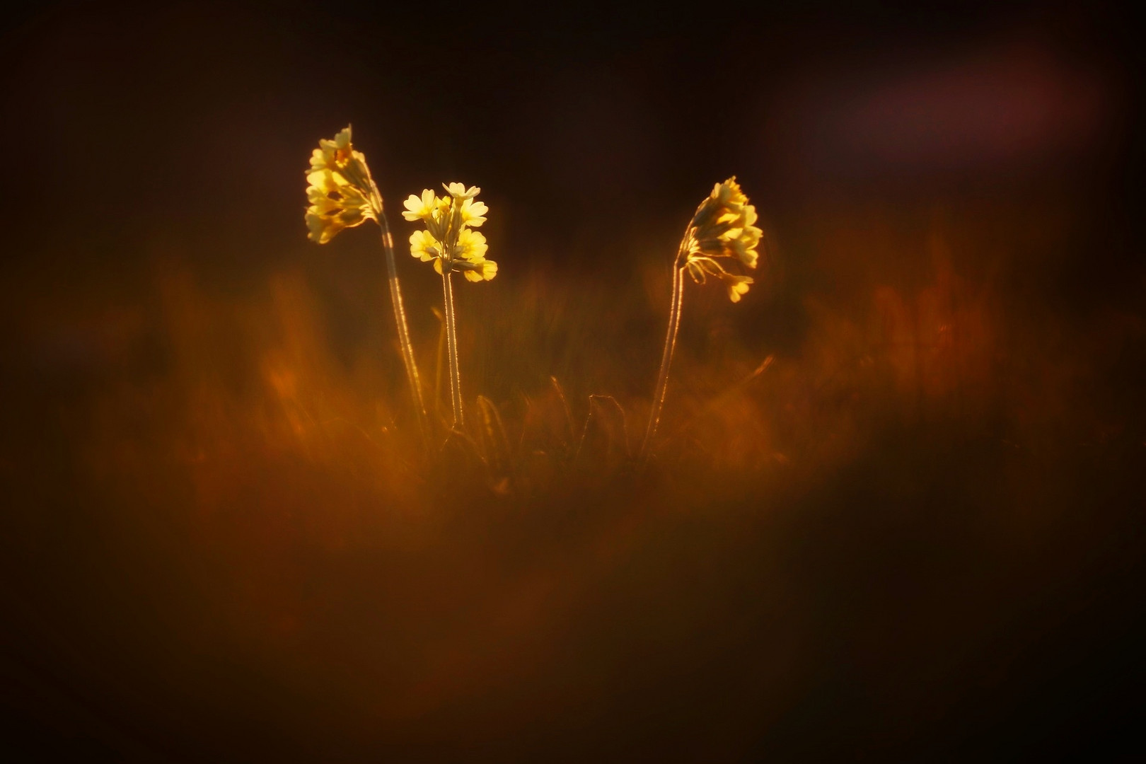 Schlüsselblumen im Abendlicht 