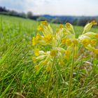 Schlüsselblumen im Frühlingsgras