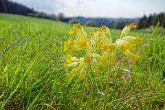 Schlüsselblumen im Frühlingsgras