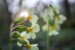 Schlüsselblumen im Morgenlicht