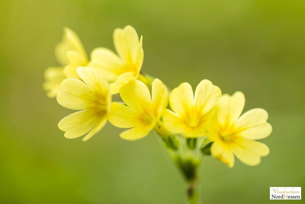 Schlüsselblumen im NSG Dönche 