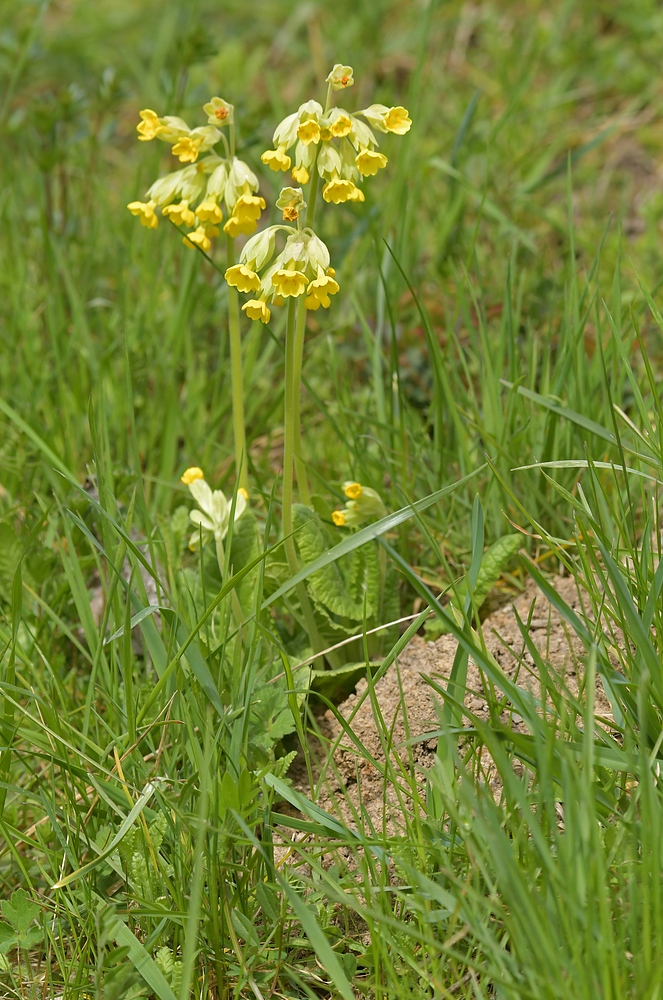 Schlüsselblumen – Klingeln am Deich 01