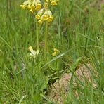 Schlüsselblumen – Klingeln am Deich 01