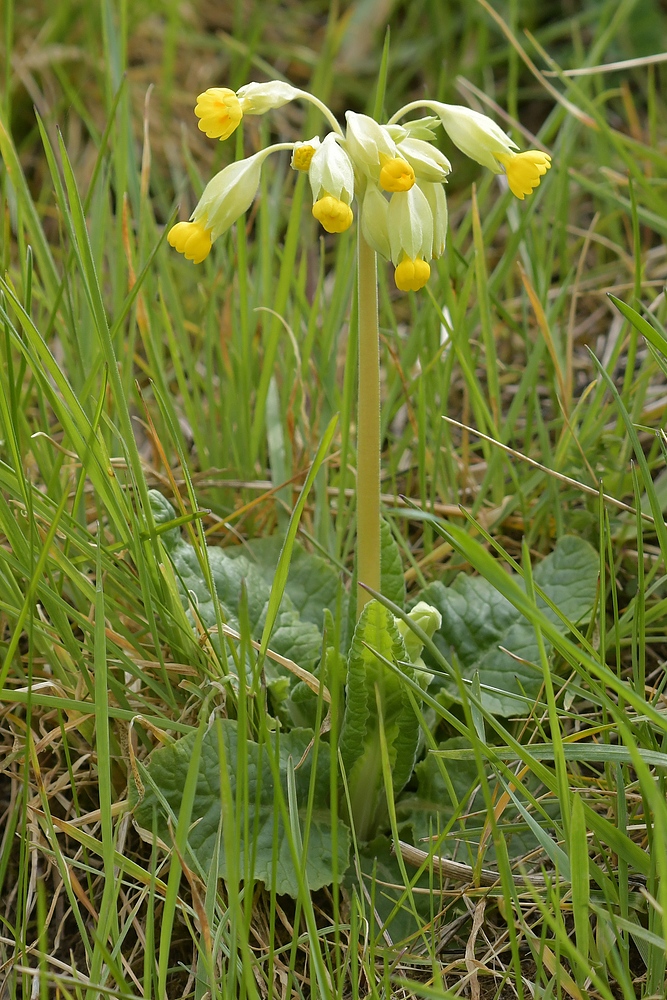 Schlüsselblumen – Klingeln am Deich 02