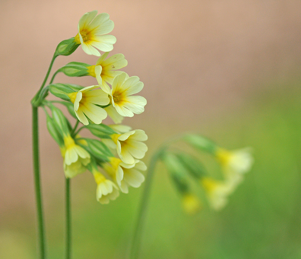 Schlüsselblumen – Läuten