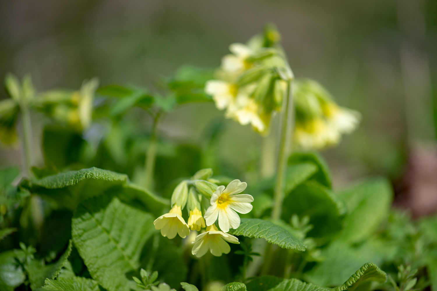 Schlüsselblumen, Lerchensporn und Buschwindröschen