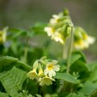 Schlüsselblumen, Lerchensporn und Buschwindröschen