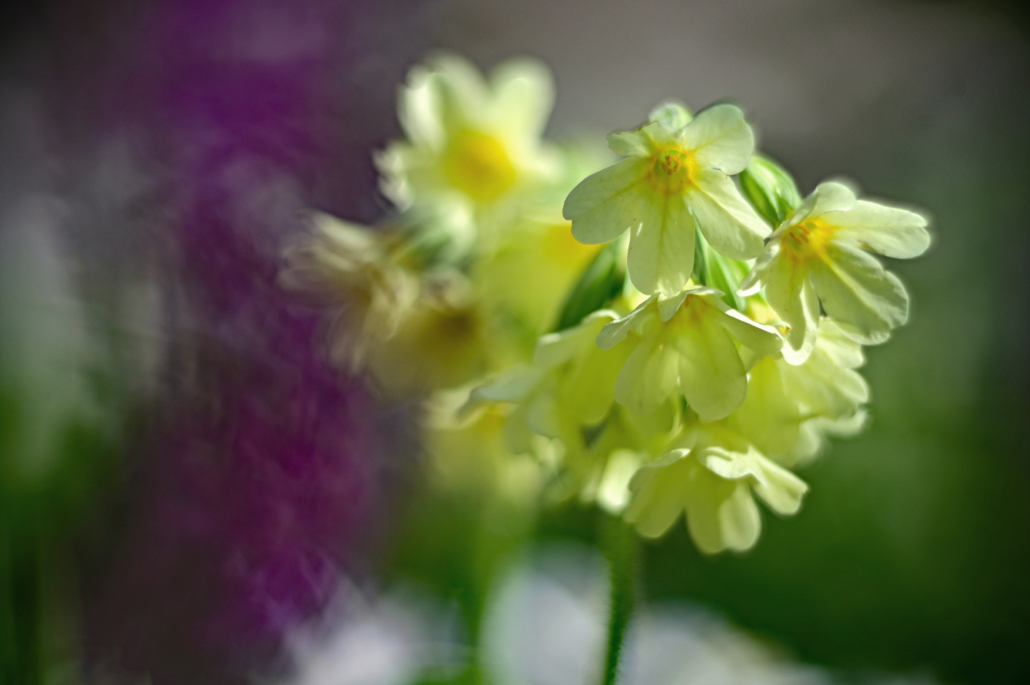 Schlüsselblumen, Lerchensporn und Buschwindröschen