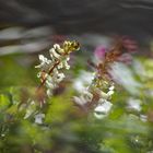 Schlüsselblumen, Lerchensporn und Buschwindröschen