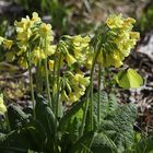 Schlüsselblumen mit Zitronenfalter (2019_04_01_EOS 6D Mark II_1176_ji)