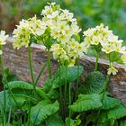 Schlüsselblumen/ Primroses