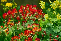 Schlüsselblumen ( rote Schlüsselblume Sorte Primula veris 'Sunset Shades'. )