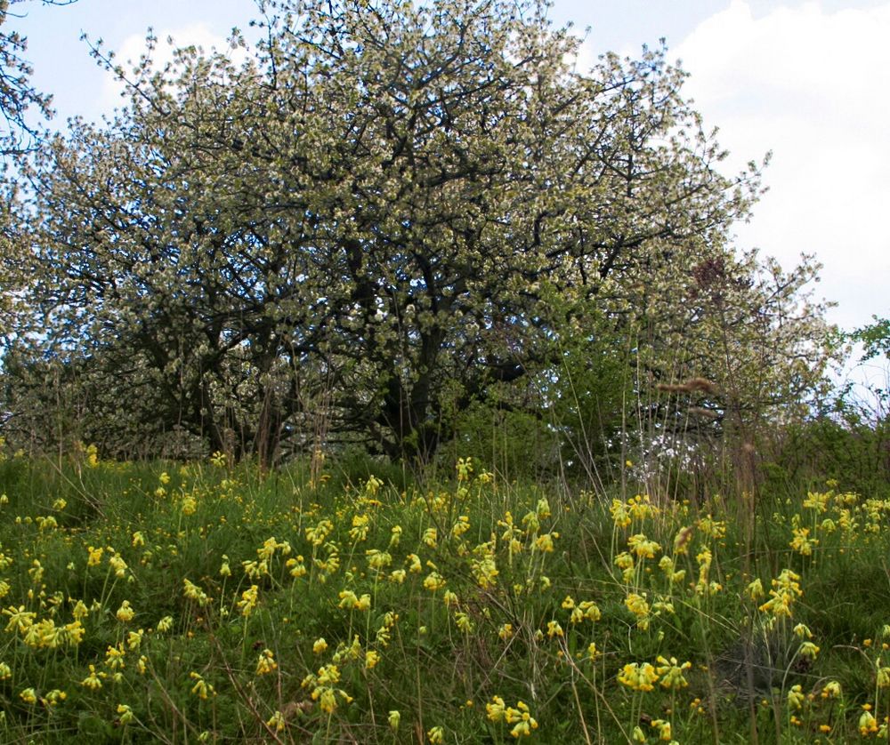 Schlüsselblumen und Kirschblüten