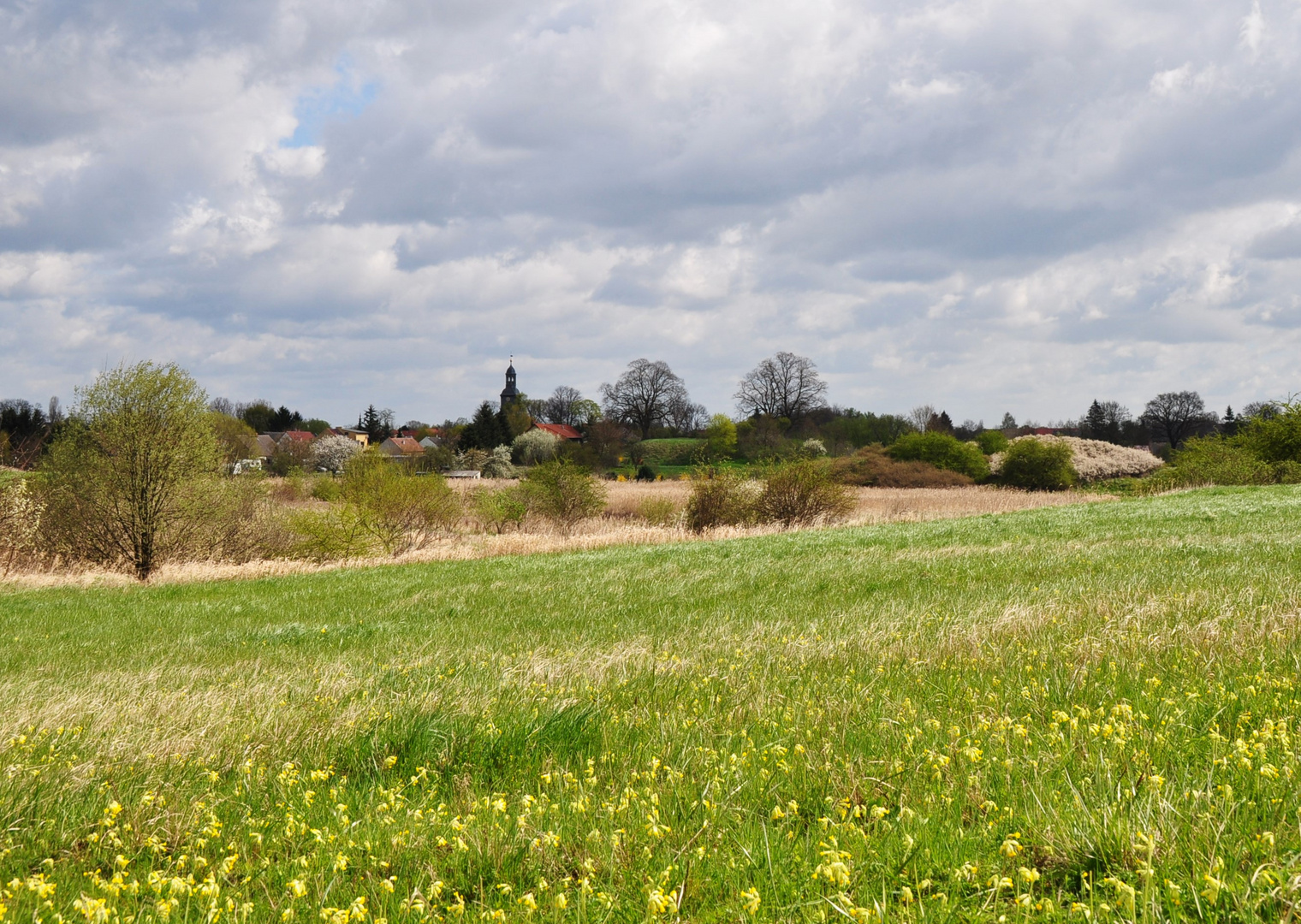 Schlüsselblumen-Wiese