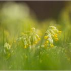 Schlüsselblumen Wiese