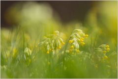 Schlüsselblumen Wiese