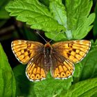 Schlüsselblumen-Würfelfalter (Hamearis lucina)....