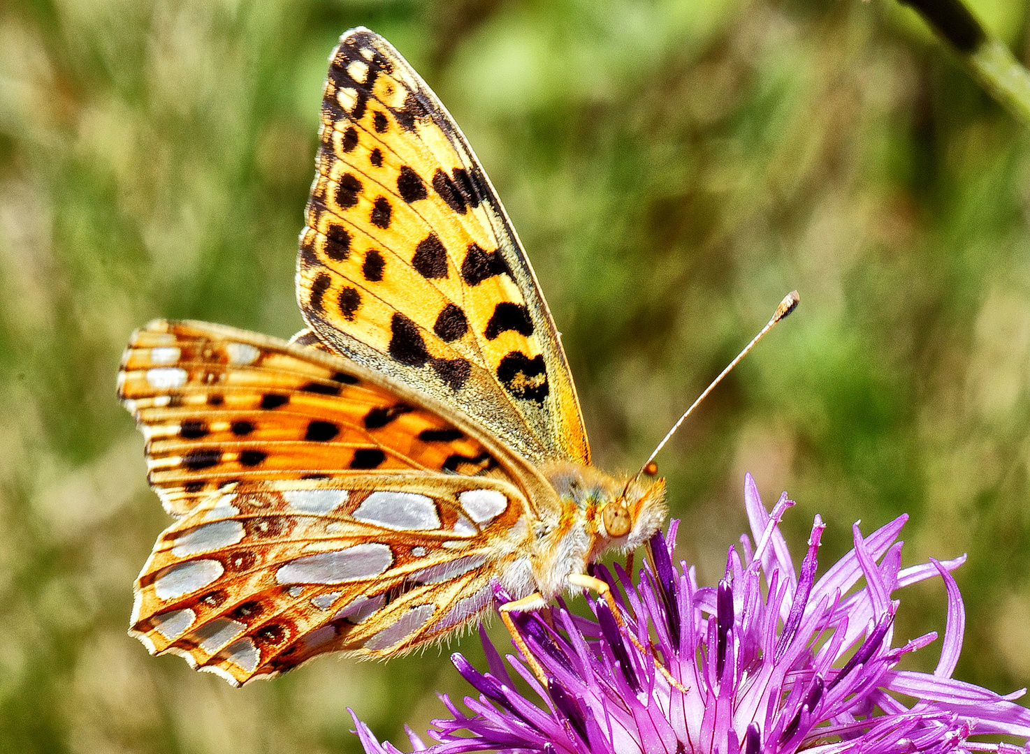 Schlüsselblumen-Würfelfalter (Hamearis lucina) ?