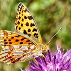 Schlüsselblumen-Würfelfalter (Hamearis lucina) ?