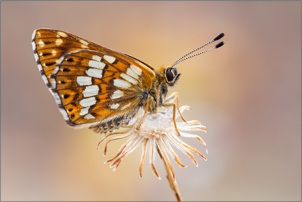 Schlüsselblumen-Würfelfalter (Hamearis lucina)