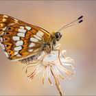 Schlüsselblumen-Würfelfalter (Hamearis lucina)