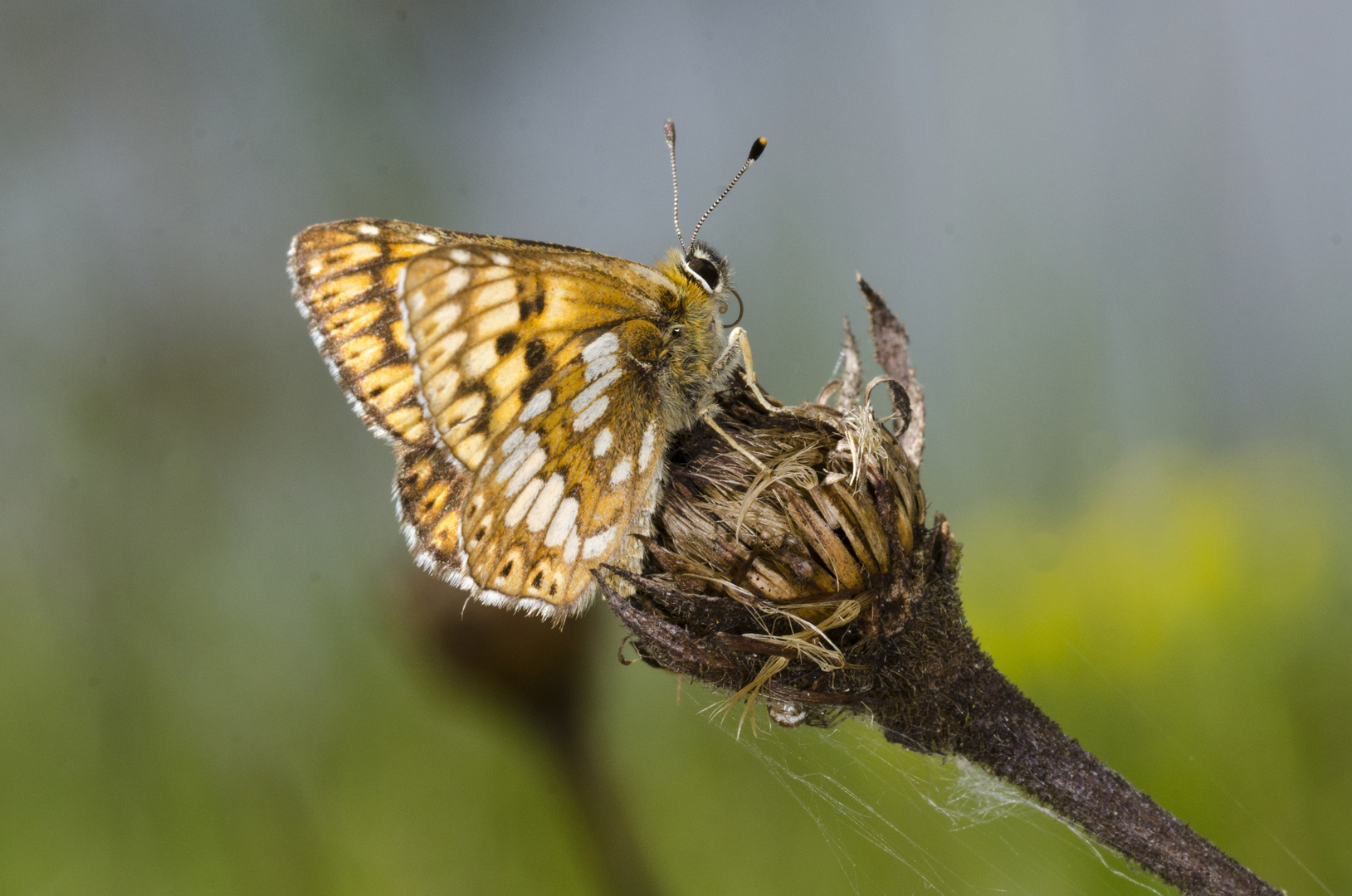 Schlüsselblumen-Würfelfalter (Hamearis lucina)