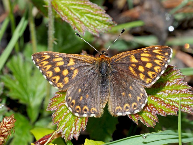 Schlüsselblumen-Würfelfalter (Hamearis lucina)