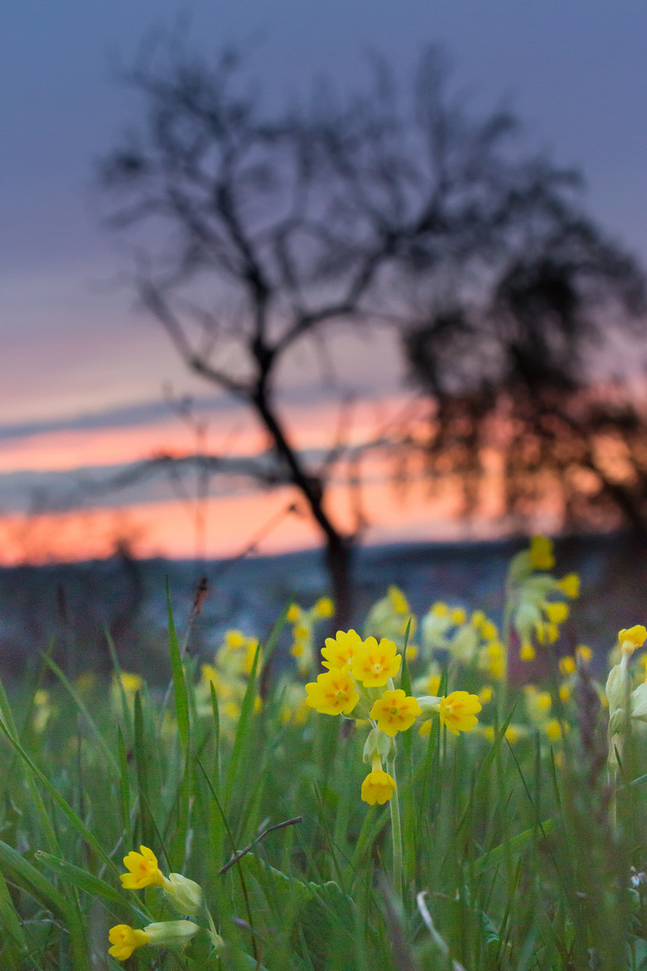 Schlüsselblumenabendrot