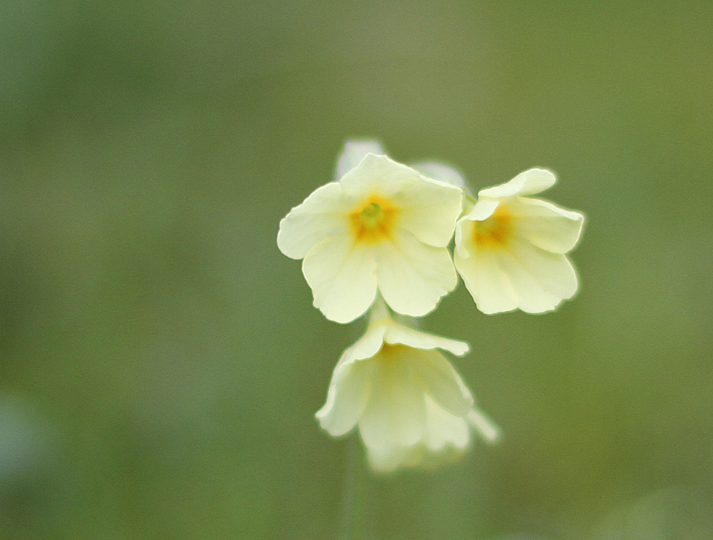 Schlüsselblumenexperiment