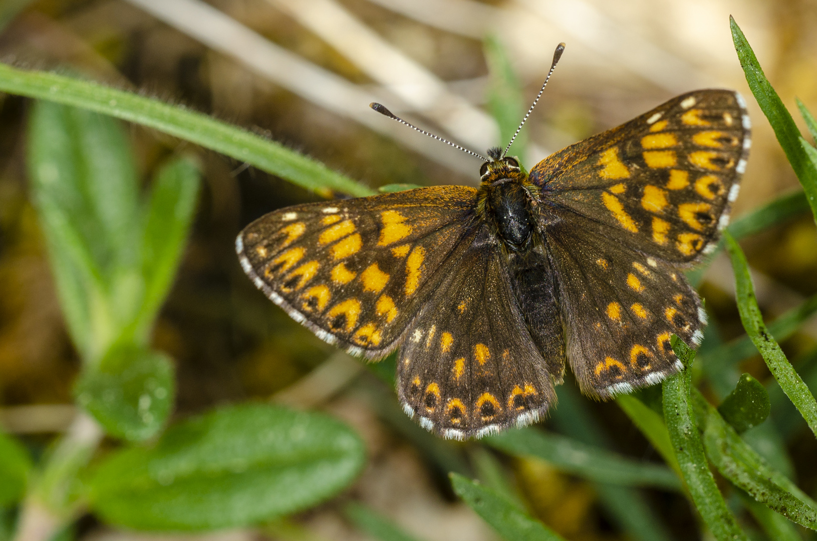 Schlüsselblumenfalter (Hamearis lucina)