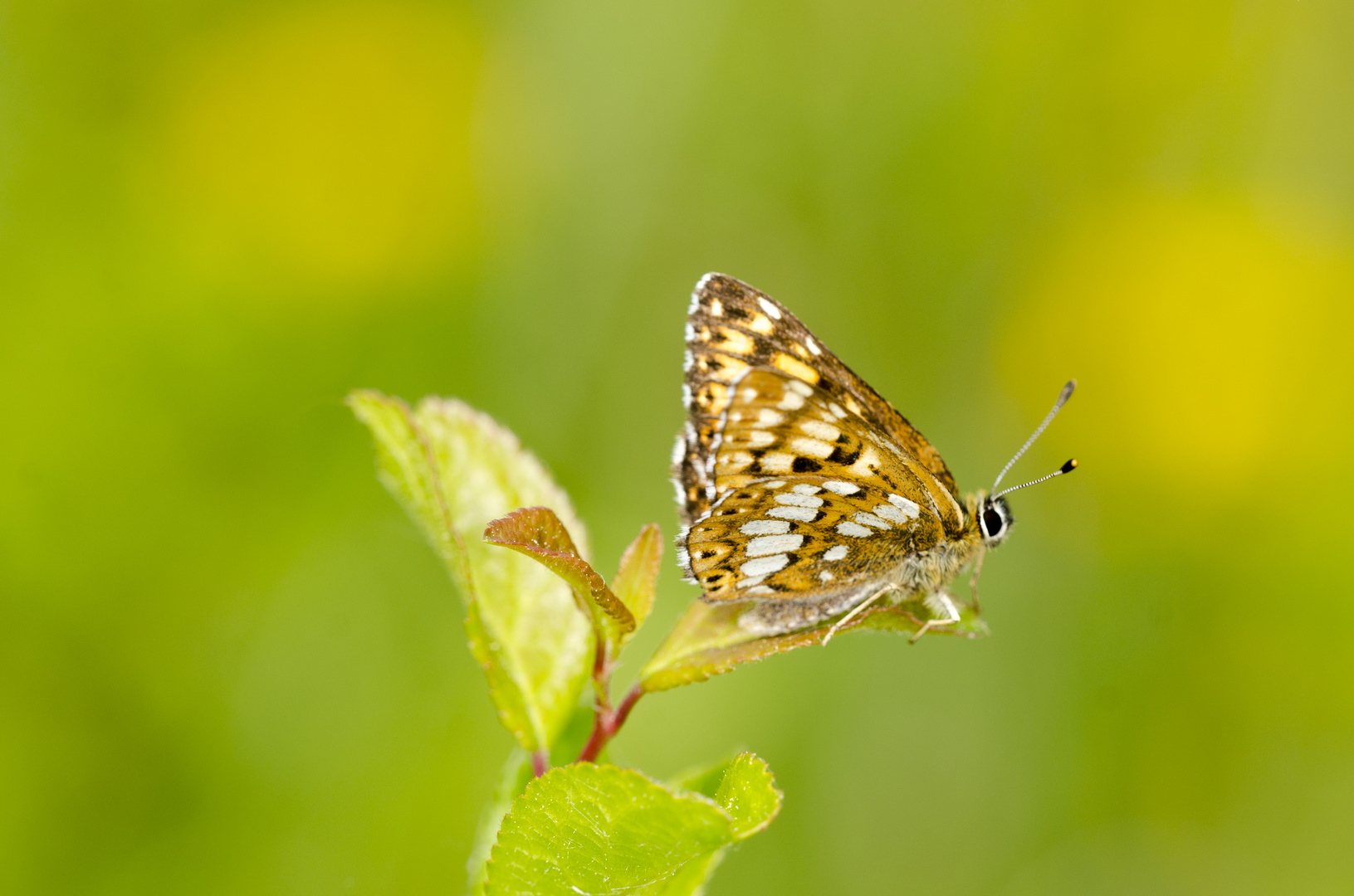 Schlüsselblumenfalter (Hamearis lucina)