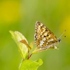 Schlüsselblumenfalter (Hamearis lucina)